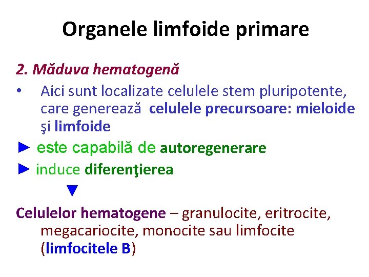 Organele limfoide primare 2. Măduva hematogenă • Aici sunt localizate celulele stem pluripotente, care