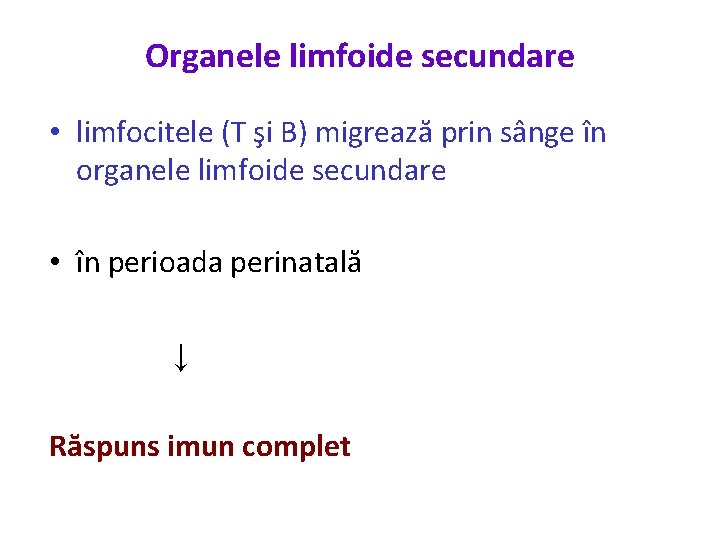 Organele limfoide secundare • limfocitele (T şi B) migrează prin sânge în organele limfoide