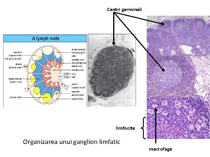 Centri germinali limfocite Organizarea unui ganglion limfatic macrofage 