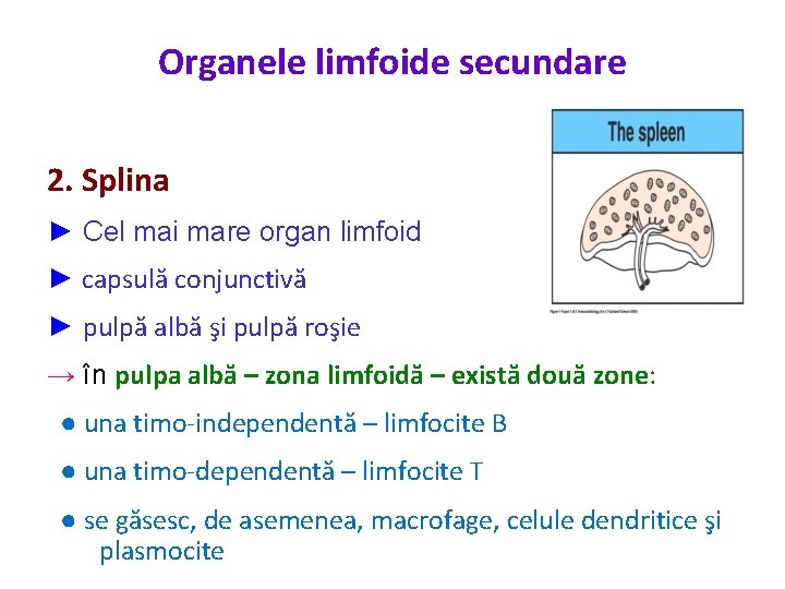 Organele limfoide secundare 2. Splina ► Cel mai mare organ limfoid ► capsulă conjunctivă