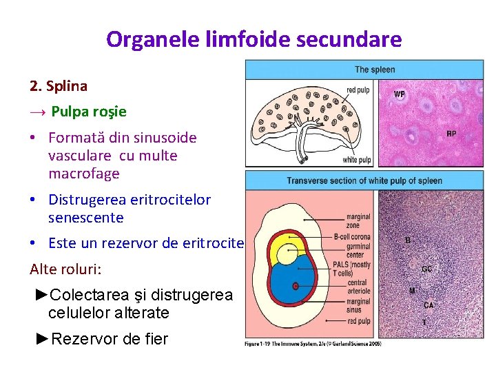 Organele limfoide secundare 2. Splina → Pulpa roşie • Formată din sinusoide vasculare cu