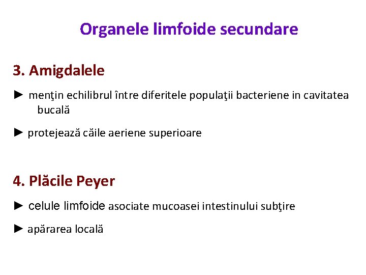 Organele limfoide secundare 3. Amigdalele ► menţin echilibrul între diferitele populaţii bacteriene in cavitatea