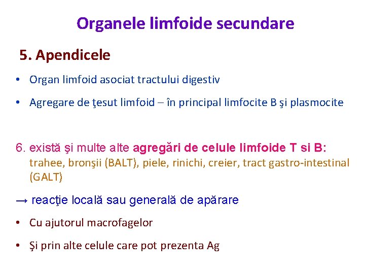 Organele limfoide secundare 5. Apendicele • Organ limfoid asociat tractului digestiv • Agregare de