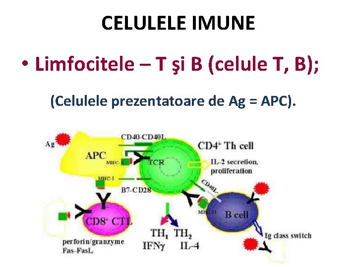 CELULELE IMUNE • Limfocitele – T şi B (celule T, B); (Celulele prezentatoare de