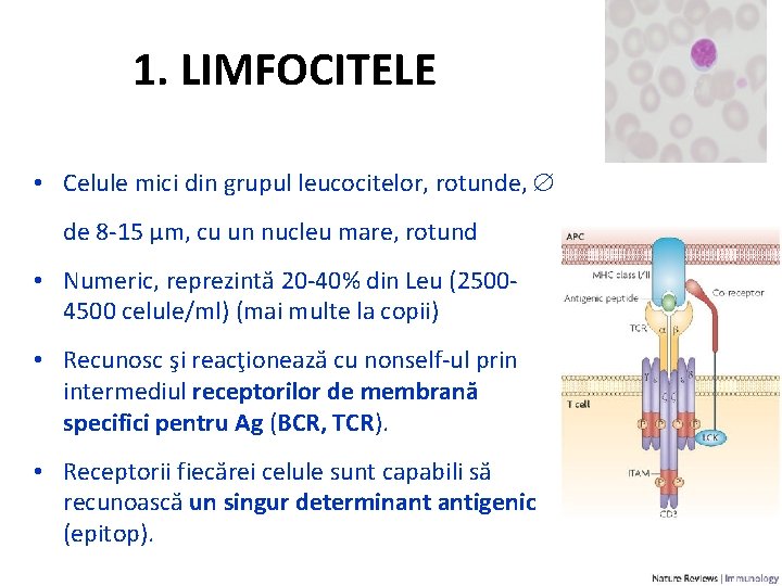 1. LIMFOCITELE • Celule mici din grupul leucocitelor, rotunde, de 8 -15 μm, cu
