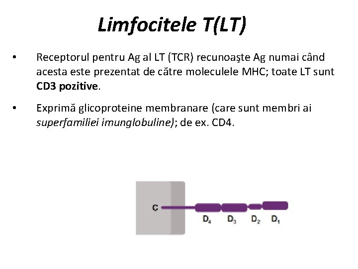 Limfocitele T(LT) • Receptorul pentru Ag al LT (TCR) recunoaşte Ag numai când acesta