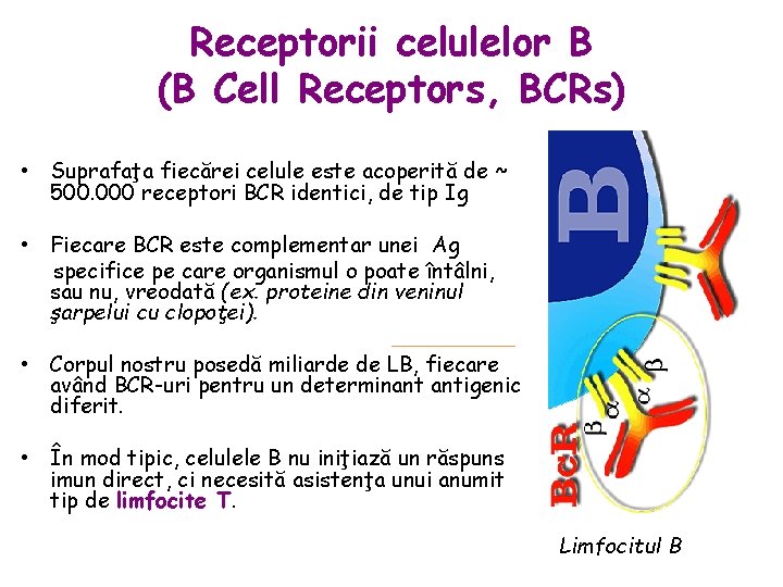 Receptorii celulelor B (B Cell Receptors, BCRs) • Suprafaţa fiecărei celule este acoperită de