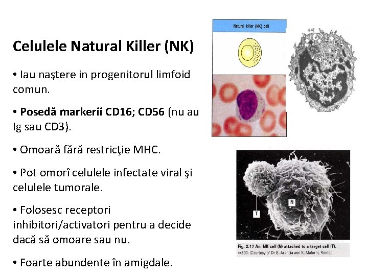 Celulele Natural Killer (NK) • Iau naştere in progenitorul limfoid comun. • Posedă markerii