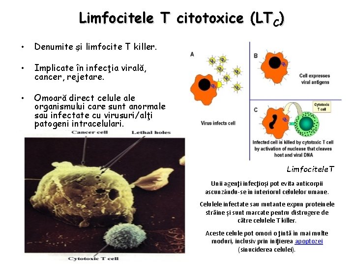 Limfocitele T citotoxice (LTC) • Denumite şi limfocite T killer. • Implicate în infecţia