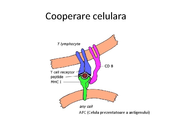 Cooperare celulara APC (Celula prezentatoare a antigenului) 