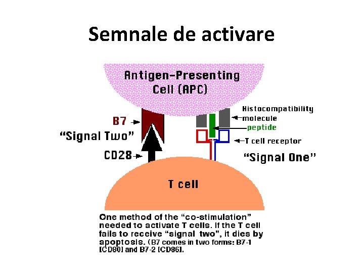 Semnale de activare 