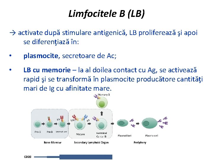 Limfocitele B (LB) → activate după stimulare antigenică, LB proliferează şi apoi se diferenţiază
