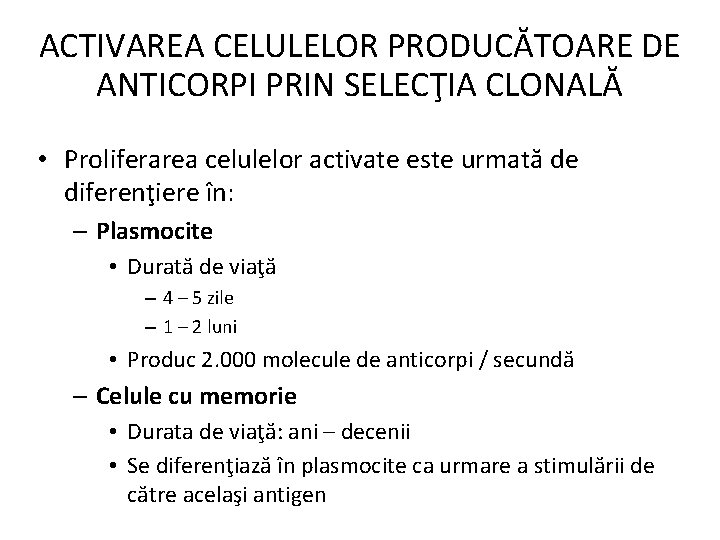 ACTIVAREA CELULELOR PRODUCĂTOARE DE ANTICORPI PRIN SELECŢIA CLONALĂ • Proliferarea celulelor activate este urmată