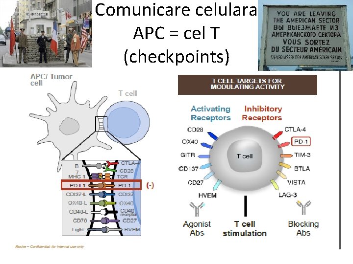 Comunicare celulara APC = cel T (checkpoints) 