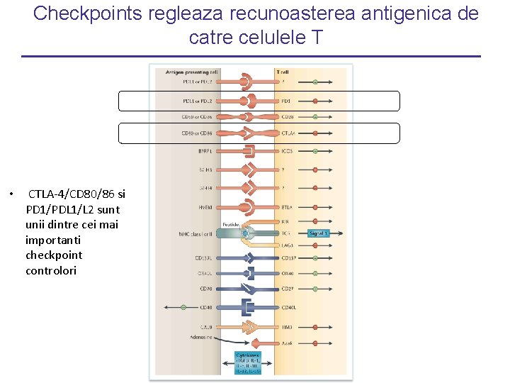 Checkpoints regleaza recunoasterea antigenica de catre celulele T • CTLA-4/CD 80/86 si PD 1/PDL