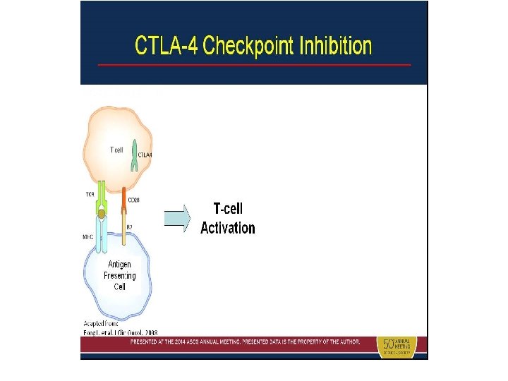 CTLA-4 Checkpoint Inhibition 