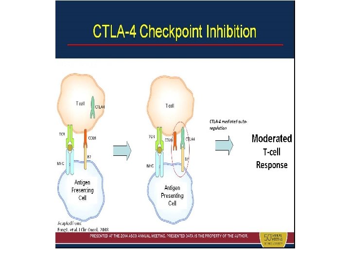 CTLA-4 Checkpoint Inhibition 