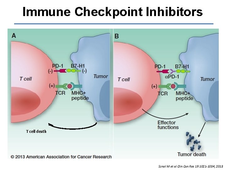 Immune Checkpoint Inhibitors T cell death Sznol M et al Clin Can Res 19:
