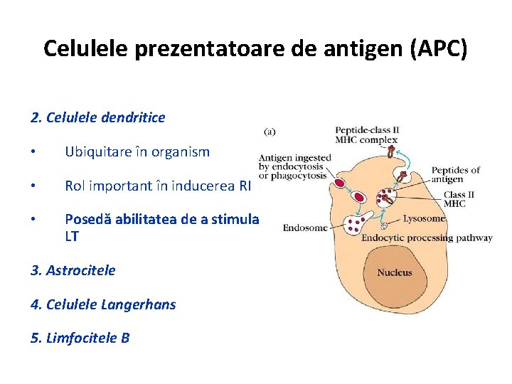 Celulele prezentatoare de antigen (APC) 2. Celulele dendritice • Ubiquitare în organism • Rol