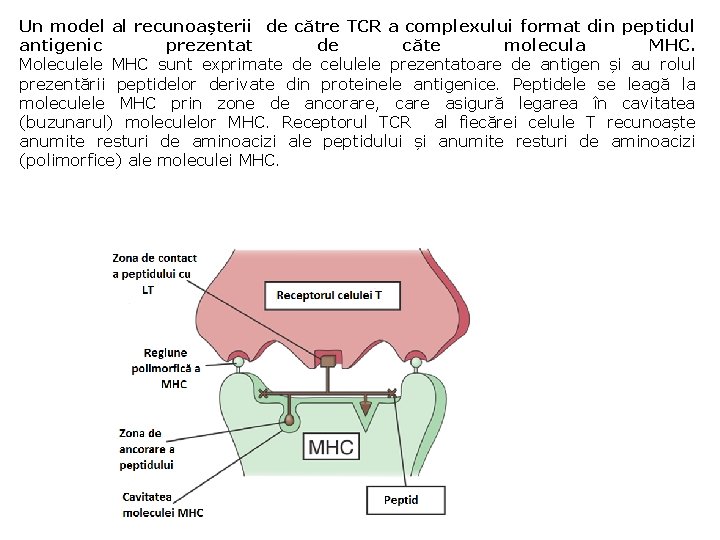 Un model al recunoașterii de către TCR a complexului format din peptidul antigenic prezentat