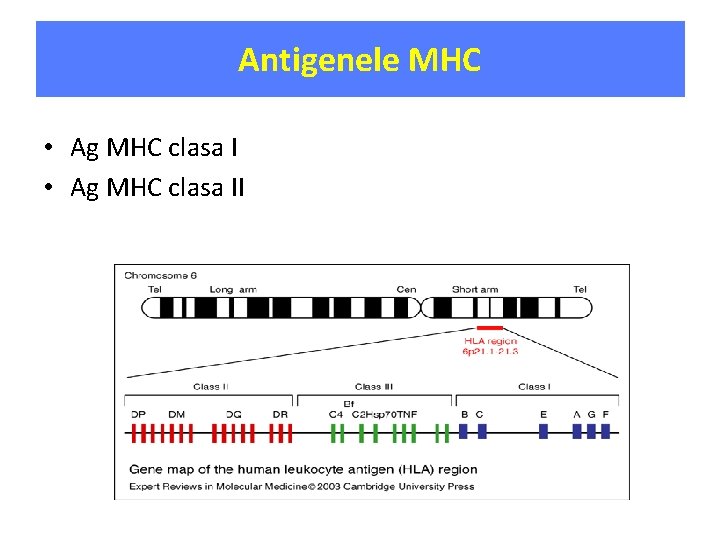 Antigenele MHC • Ag MHC clasa II 