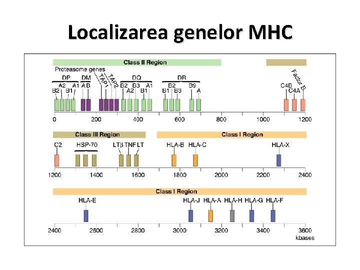 Localizarea genelor MHC 