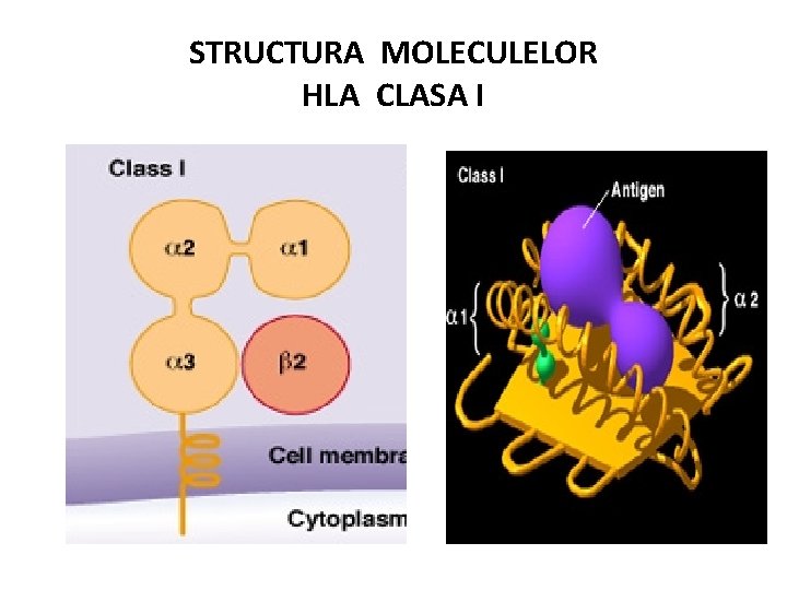 STRUCTURA MOLECULELOR HLA CLASA I 