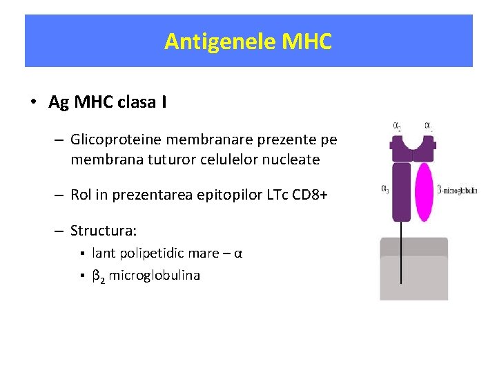 Antigenele MHC • Ag MHC clasa I – Glicoproteine membranare prezente pe membrana tuturor