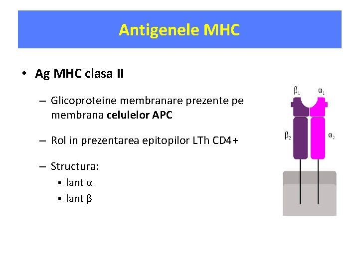 Antigenele MHC • Ag MHC clasa II – Glicoproteine membranare prezente pe membrana celulelor