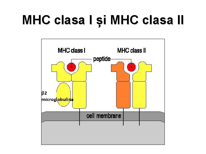 MHC clasa I și MHC clasa II β 2 microglobulina 