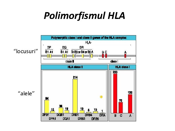 Polimorfismul HLA “locusuri” “alele” * 