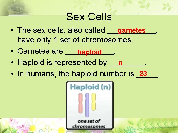 Sex Cells gametes • The sex cells, also called ______, have only 1 set