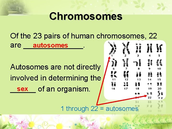 Chromosomes Of the 23 pairs of human chromosomes, 22 autosomes are _______. Autosomes are