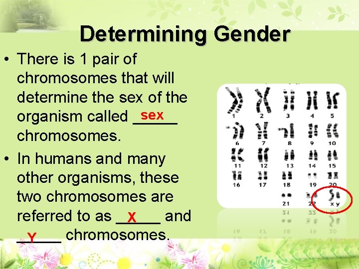 Determining Gender • There is 1 pair of chromosomes that will determine the sex
