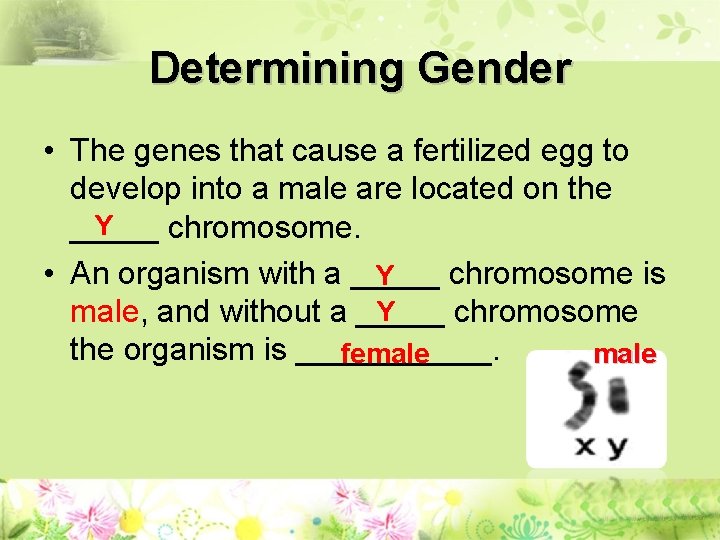 Determining Gender • The genes that cause a fertilized egg to develop into a