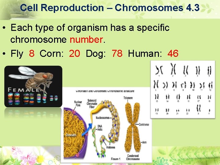 Cell Reproduction – Chromosomes 4. 3 • Each type of organism has a specific