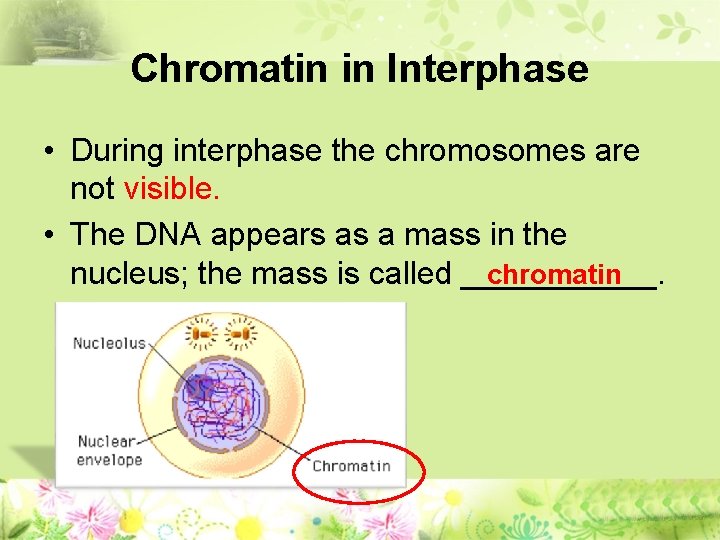 Chromatin in Interphase • During interphase the chromosomes are not visible. • The DNA