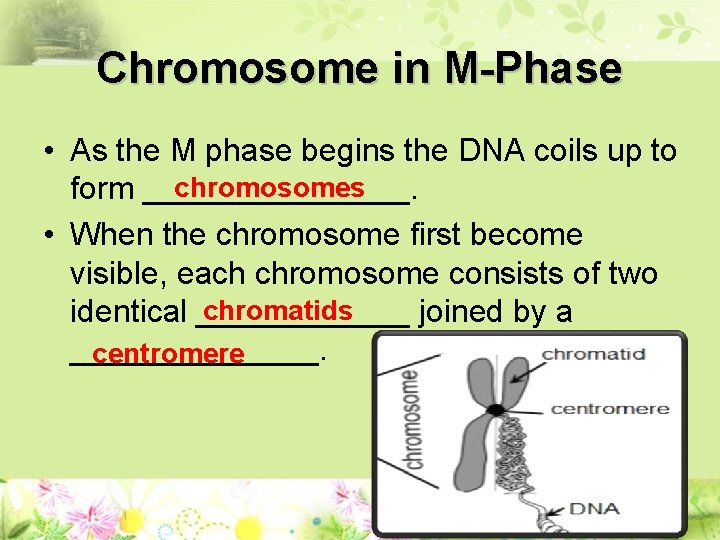 Chromosome in M-Phase • As the M phase begins the DNA coils up to