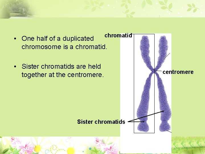 chromatid • One half of a duplicated chromosome is a chromatid. • Sister chromatids
