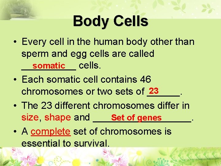 Body Cells • Every cell in the human body other than sperm and egg