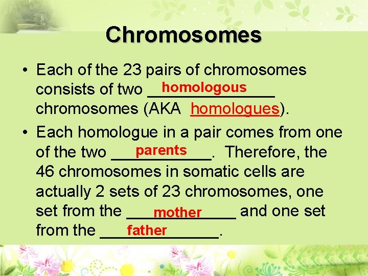 Chromosomes • Each of the 23 pairs of chromosomes homologous consists of two _______