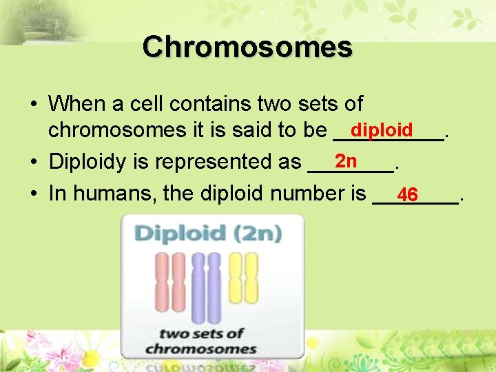 Chromosomes • When a cell contains two sets of diploid chromosomes it is said