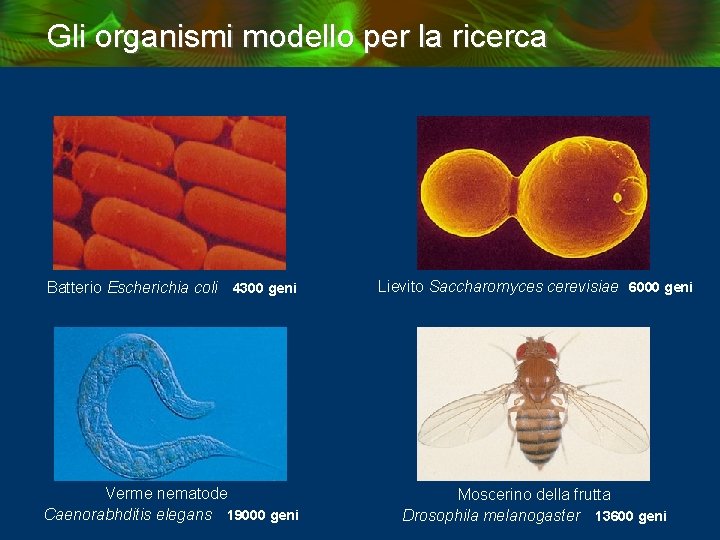 Gli organismi modello per la ricerca Batterio Escherichia coli 4300 geni Lievito Saccharomyces cerevisiae