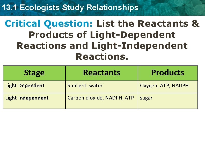 13. 1 Ecologists Study Relationships Critical Question: List the Reactants & Products of Light-Dependent