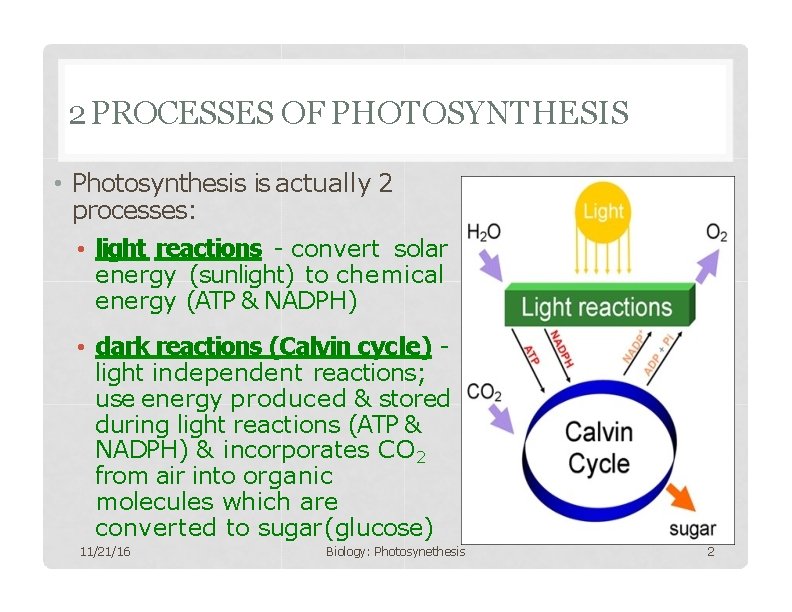 2 PROCESSES OF PHOTOSYNTHESIS • Photosynthesis is actually 2 processes: • light reactions -