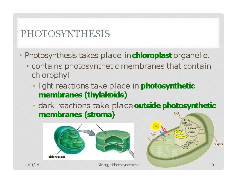 PHOTOSYNTHESIS • Photosynthesis takes place in chloroplast organelle. • contains photosynthetic membranes that contain