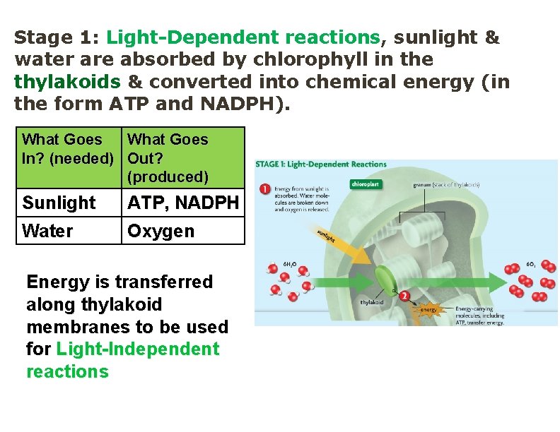 Stage 1: Light-Dependent reactions, sunlight & water are absorbed by chlorophyll in the thylakoids