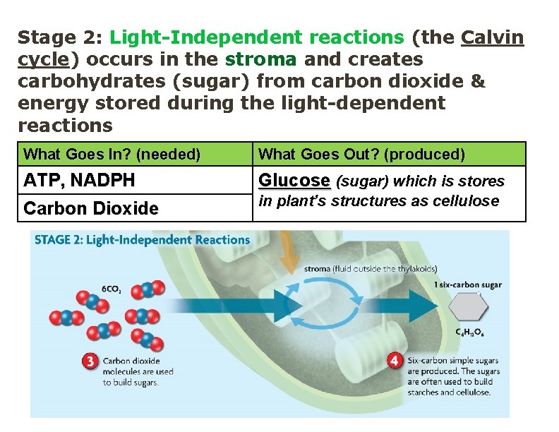 Stage 2: Light-Independent reactions (the Calvin cycle) occurs in the stroma and creates carbohydrates