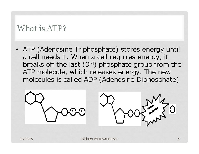 What is ATP? • ATP (Adenosine Triphosphate) stores energy until a cell needs it.