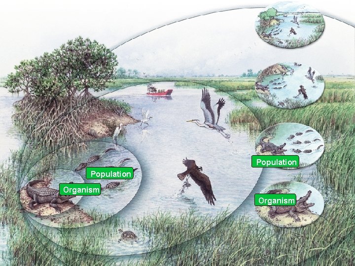 1 00ECOLOGYBIO 1 INTRO Population Size Density Slides